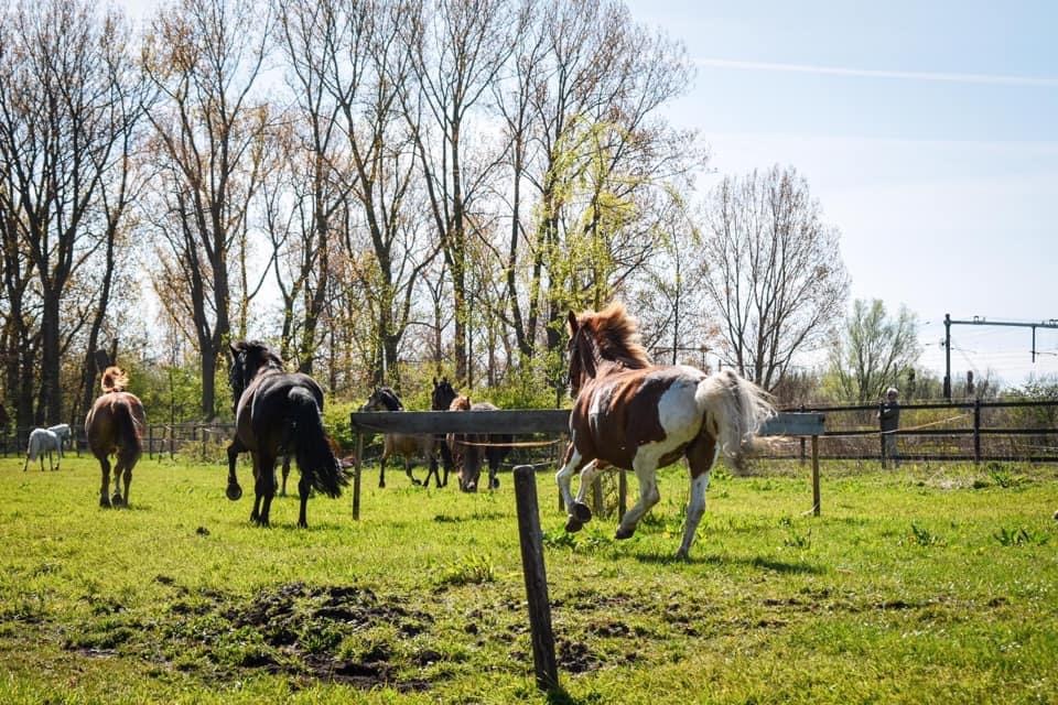Foto weiland